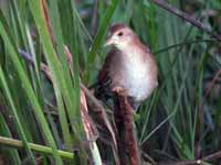 Marouette de Baillon Zapornia pusilla