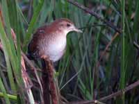 Marouette de Baillon Zapornia pusilla