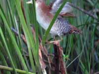 Marouette de Baillon Zapornia pusilla