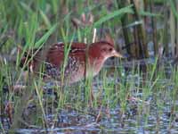 Marouette de Baillon Zapornia pusilla