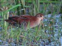 Marouette de Baillon Zapornia pusilla