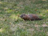 Marmotte commune Marmota monax