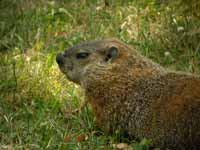 Marmotte commune Marmota monax