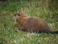 Marmotte commune Marmota monax