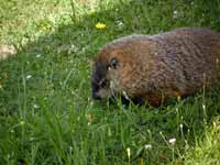 Marmotte commune Marmota monax