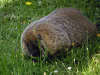 Marmotte commune Marmota monax