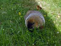 Marmotte commune Marmota monax