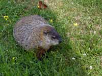 Marmotte commune Marmota monax