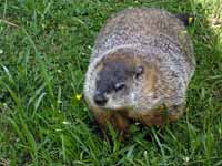 Marmotte commune Marmota monax