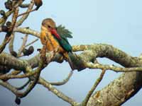 Martin-chasseur gurial Pelargopsis capensis