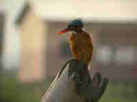 Martin-pêcheur huppé Corythornis cristatus