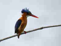 Martin-pêcheur huppé Corythornis cristatus