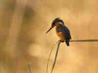 Martin-pêcheur huppé Corythornis cristatus