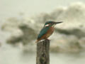 Martin-pêcheur d'Europe Alcedo atthis