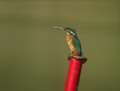 Martin-pêcheur d'Europe Alcedo atthis