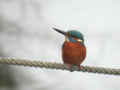 Martin-pêcheur d'Europe Alcedo atthis