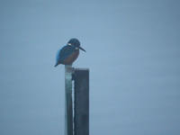 Martin-pêcheur d'Europe Alcedo atthis