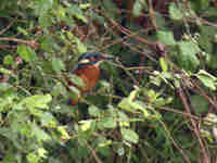 Martin-pêcheur d'Europe Alcedo atthis