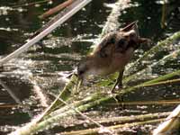 Marouette poussin Zapornia parva