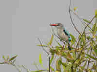 Martin-chasseur du Sénégal Halcyon senegalensis