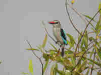 Martin-chasseur du Sénégal Halcyon senegalensis