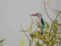 Martin-chasseur du Sénégal Halcyon senegalensis