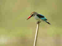 Martin-chasseur du Sénégal Halcyon senegalensis