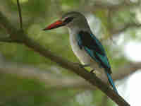 Martin-chasseur du Sénégal Halcyon senegalensis