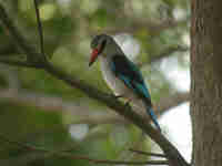 Martin-chasseur du Sénégal Halcyon senegalensis