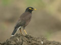 Martin triste Acridotheres tristis