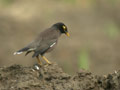 Martin triste Acridotheres tristis