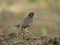 Martin triste Acridotheres tristis