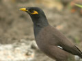 Martin triste Acridotheres tristis