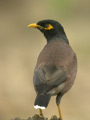 Martin triste Acridotheres tristis