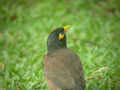 Martin triste Acridotheres tristis