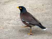 Martin triste Acridotheres tristis