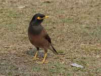 Martin triste Acridotheres tristis