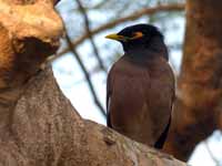 Martin triste Acridotheres tristis