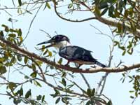 Martin-pêcheur à ventre roux Megaceryle torquata