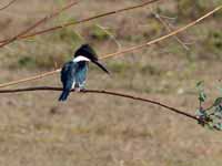 Martin-pêcheur vert Chloroceryle americana