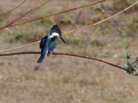 Martin-pêcheur vert Chloroceryle americana