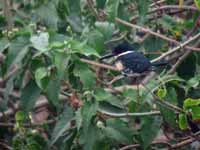 Martin-pêcheur vert Chloroceryle americana