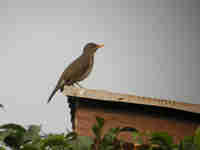 Merle africain Turdus pelios