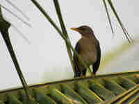 Merle africain Turdus pelios