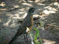 Merle d'Amérique Turdus migratorius