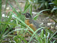 Merle d'Amérique Turdus migratorius