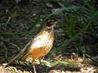 Merle d'Amérique Turdus migratorius