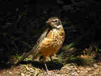 Merle d'Amérique Turdus migratorius