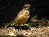 Merle d'Amérique Turdus migratorius