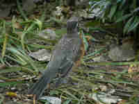 Merle d'Amérique Turdus migratorius